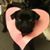 Nichole Forsting-Moseley's profile image