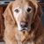 Carol O'Neill Rosser's profile image