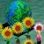 Lolly Cunningham's profile image