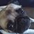 Sue Foster's profile image