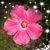 Brenda Silva's profile image