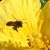 Plant Gypsy's profile image