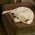 Randolph Scott's profile image