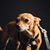 Carol Kvasnicka's profile image