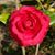 Tess Martin Johnson's profile image