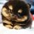 Mopache Judd's profile image