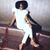 Karen Davis's profile image