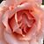 Jody Steele's profile image