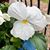 Sheila Braybrooks Mestre's profile image