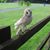 Shannon Worthington's profile image