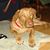 Karen Droesser Lamons's profile image