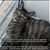 Andrea N. Felipe's profile image