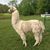 Cheri Witherup Dacus's profile image