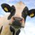 CJ Galster's profile image