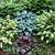 Nettie Lightfoot Lamb's profile image