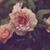 Joy Evans's profile image