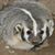 Gray Badger's profile image