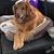 Kim Buchanan Bearden's profile image