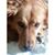 Dana Orr Kocik's profile image