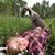 Shannon Clay's profile image
