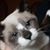 Sheri Swirko-Russi's profile image