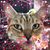 Barb Wilson Nelson's profile image