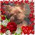 Julia Oler Lytle's profile image