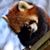 Sean Reed's profile image