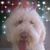 Angela Simpson-Williams's profile image