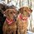 Deb Semko's profile image