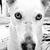 Cristine Zocchi's profile image
