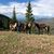 Tammy Keeton Brooks's profile image