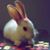 Laurita LaConejita's profile image