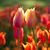 Linda S. Timberlake's profile image