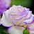 Carla Larive's profile image