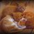 Michelle Morrie's profile image