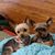 Diane Hart's profile image