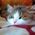 Fernando Balam's profile image
