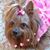 Angel Annabelle Abbie Anastasia's profile image