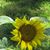 Tammy Blodgett Hutchison's profile image