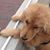 Zhimei Yang's profile image
