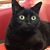 Rocky Chauvin's profile image