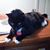 Nicholas Schwarz's profile image