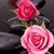 Gail Busch Jacobson's profile image