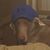 Breane Stephens's profile image