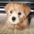 D Thao Bui's profile image