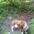 Benelli Bassethound's profile image