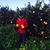Choka Choka's profile image