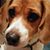 Korey Bibey's profile image