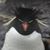 Karen Schmidt Ling's profile image